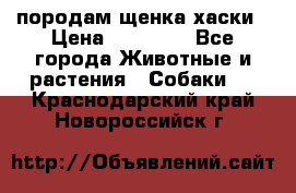 породам щенка хаски › Цена ­ 10 000 - Все города Животные и растения » Собаки   . Краснодарский край,Новороссийск г.